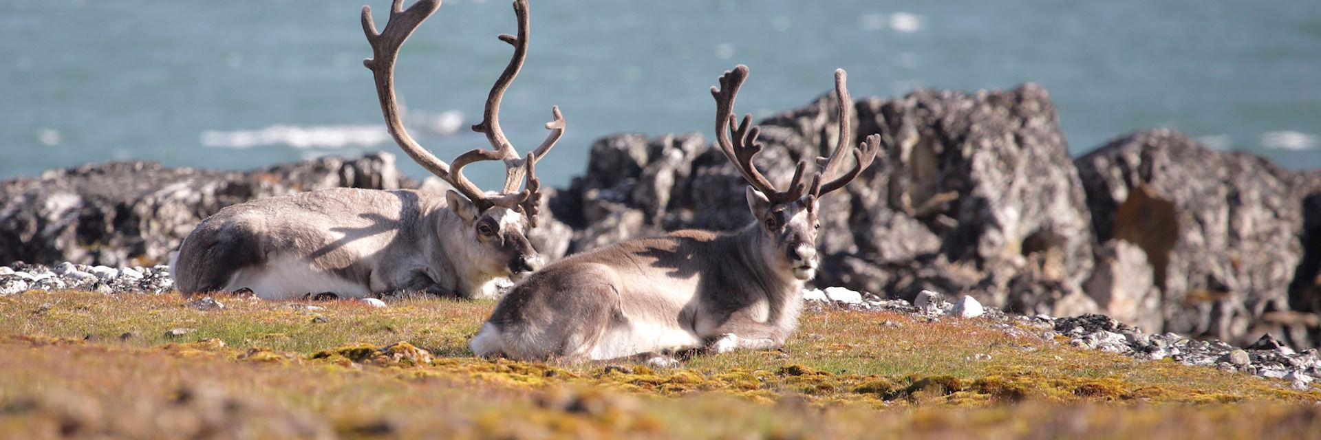 Arctic caribou in Spitsbergen