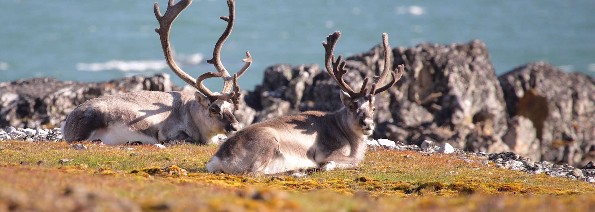 Arctic caribou in Spitsbergen