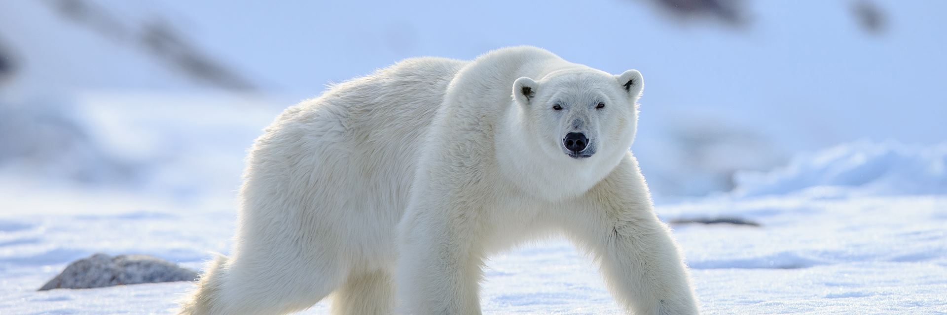 Polar bear in the Arctic