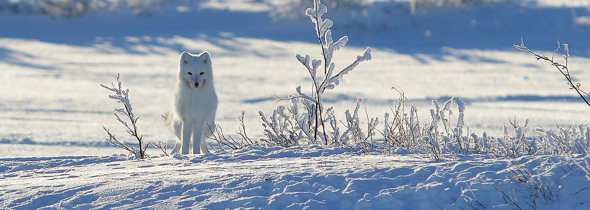 Arctic fox