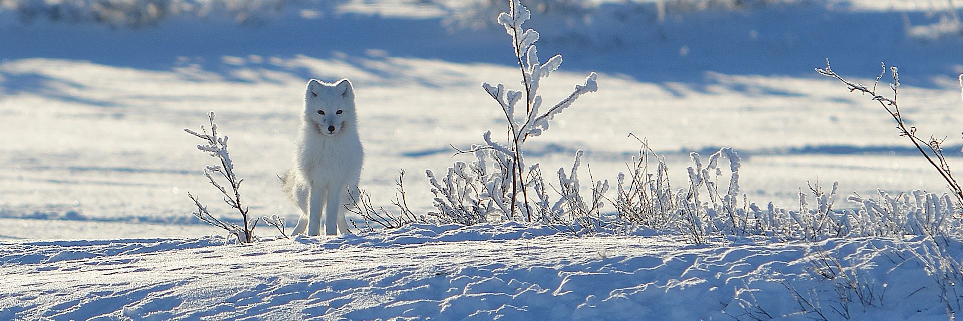 Arctic fox