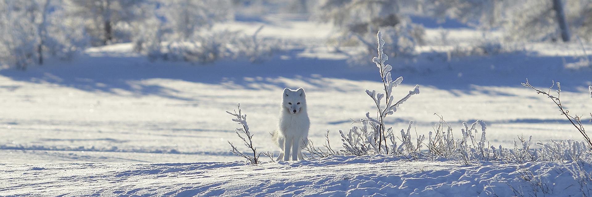 Arctic fox