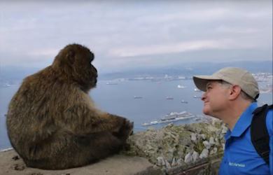 Monkeys in Morocco