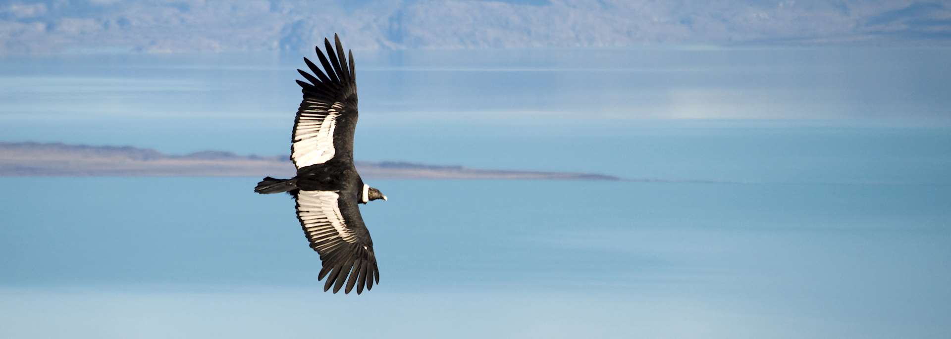Patagonian condor, Argentina
