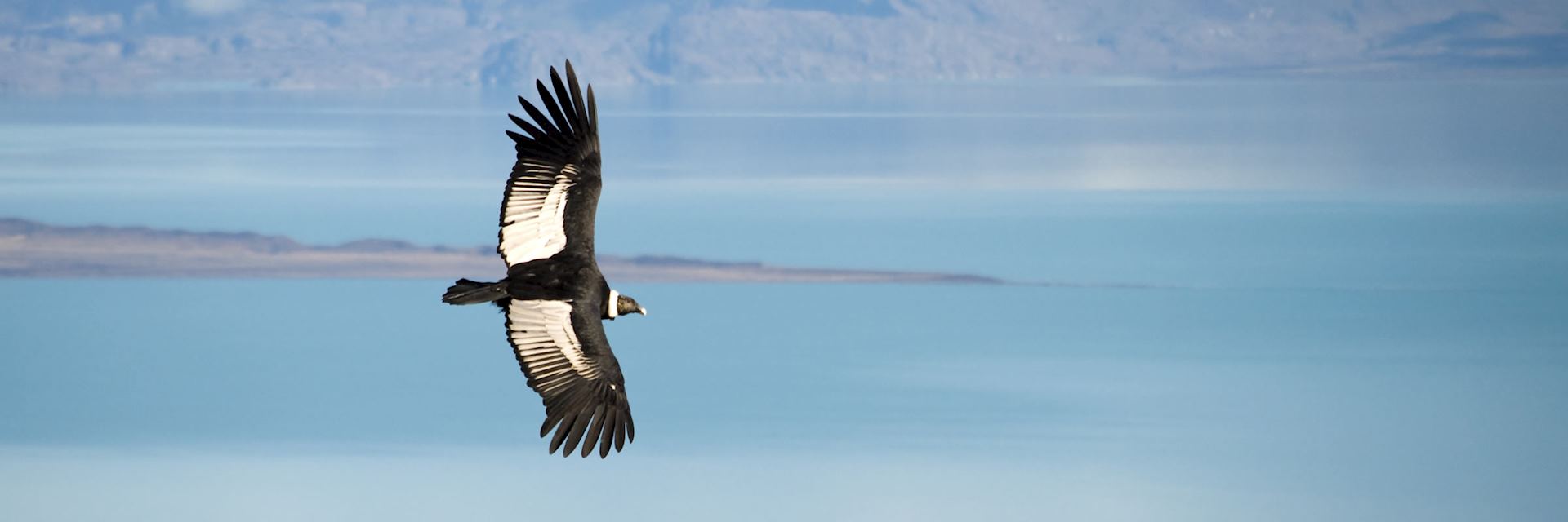 Patagonian condor, Argentina