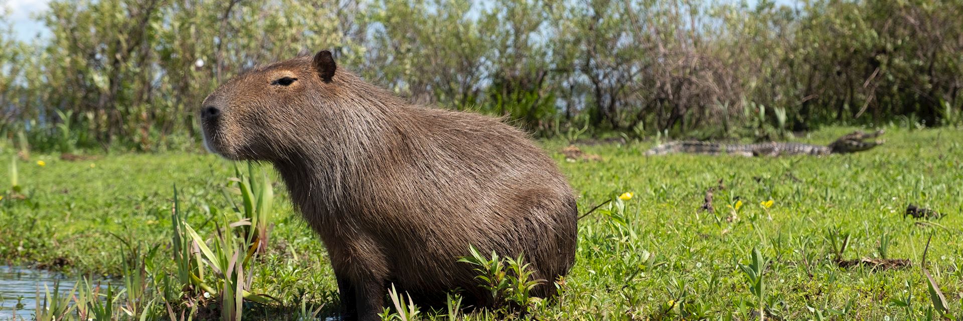 Capybara, Esteros del Iberá
