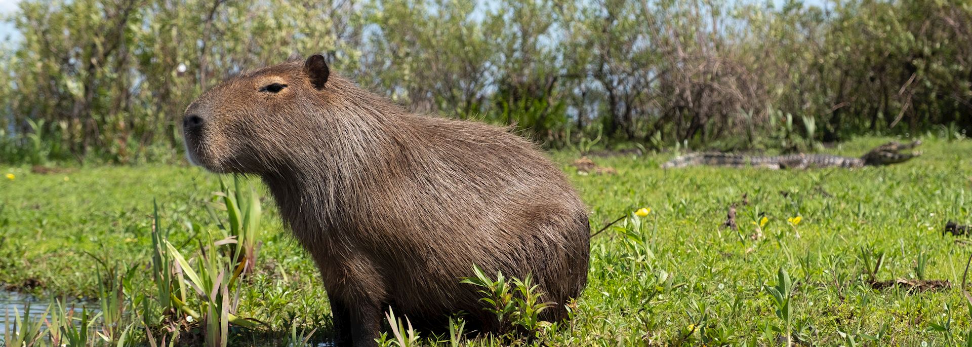 Capybara, Esteros del Iberá