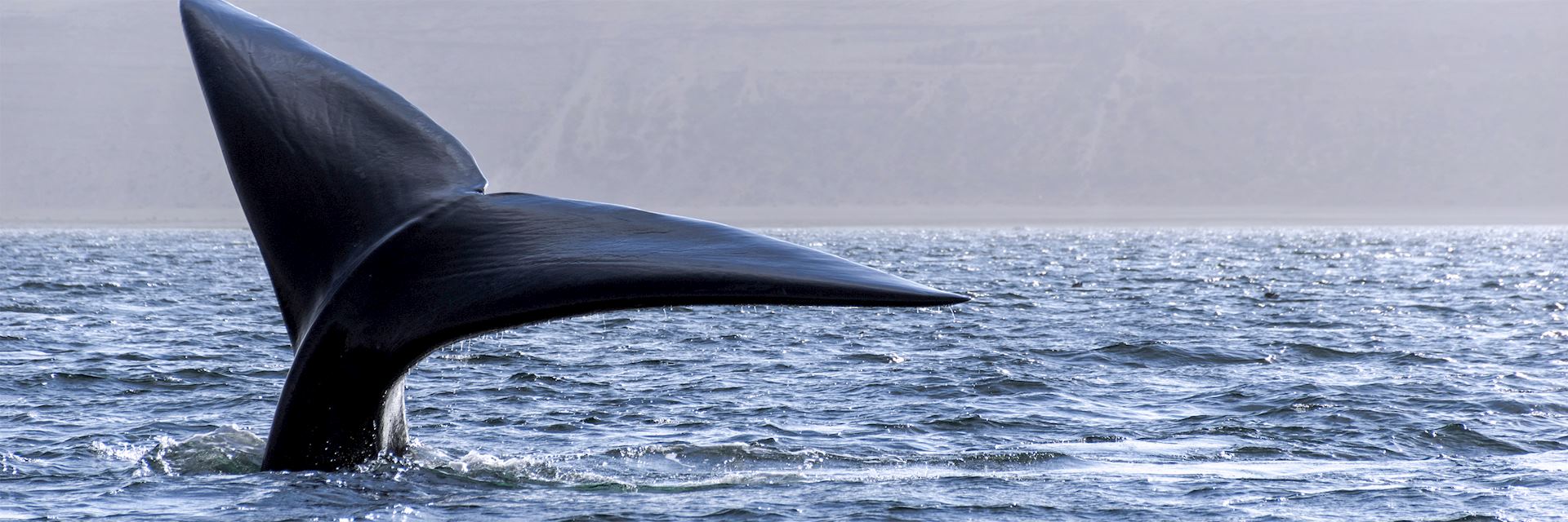 Whale watching, Peninsula Valdes