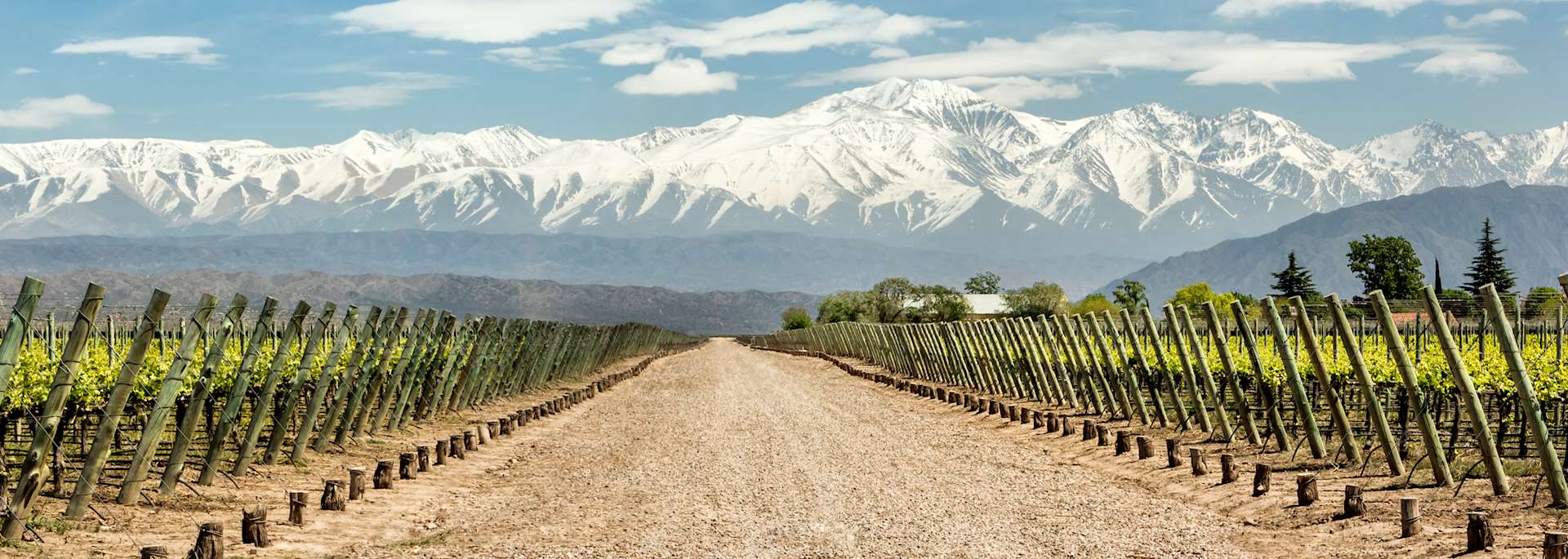 Vineyard in Mendoza
