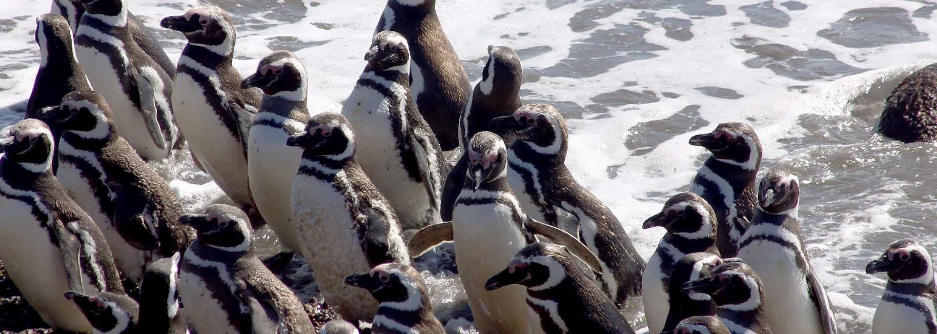 Magellanic penguins, Península Valdés