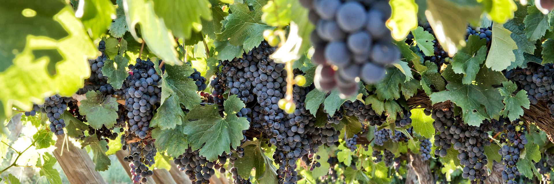 Vineyard in Mendoza, Argentina