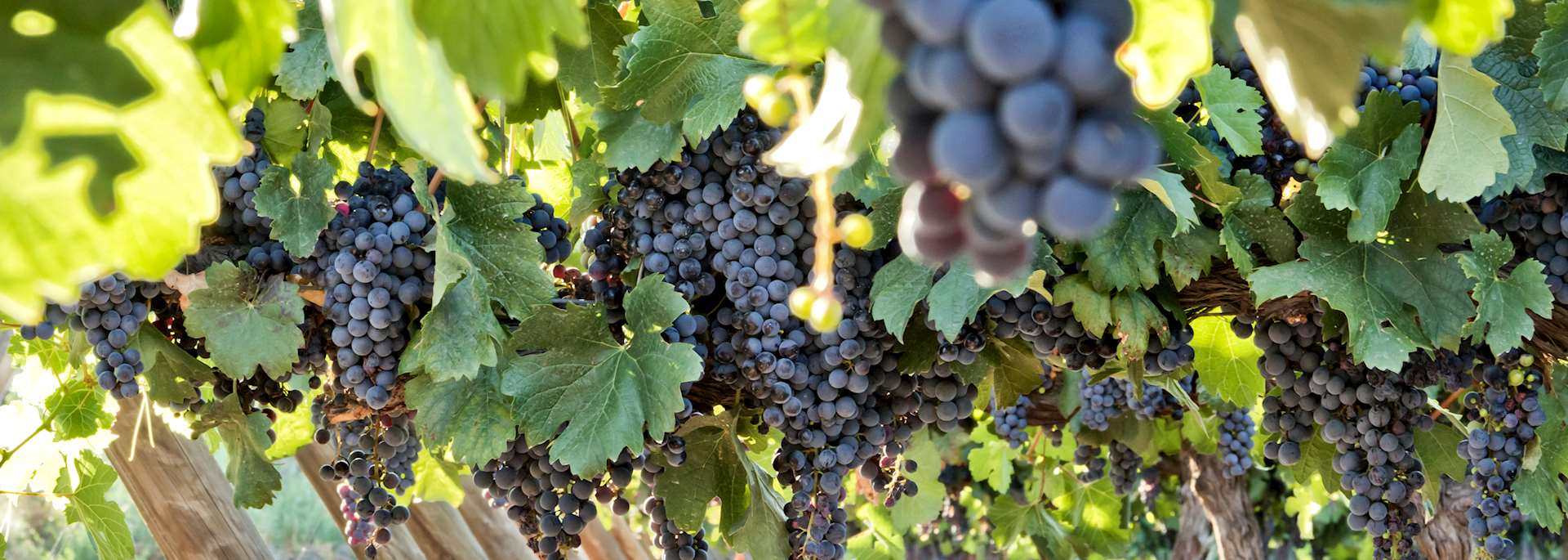 Vineyard in Mendoza, Argentina