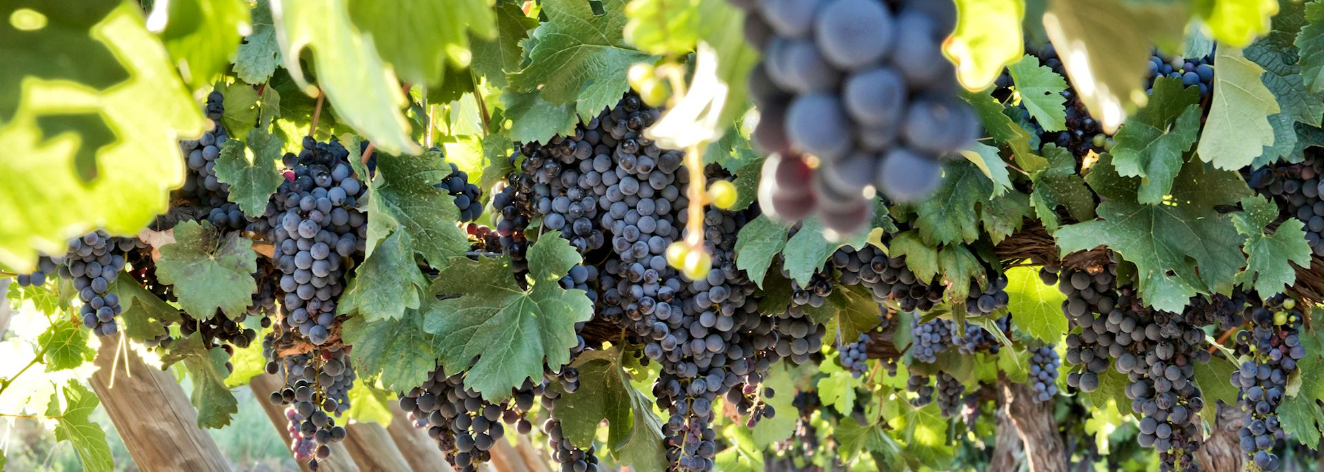 Vineyard in Mendoza, Argentina