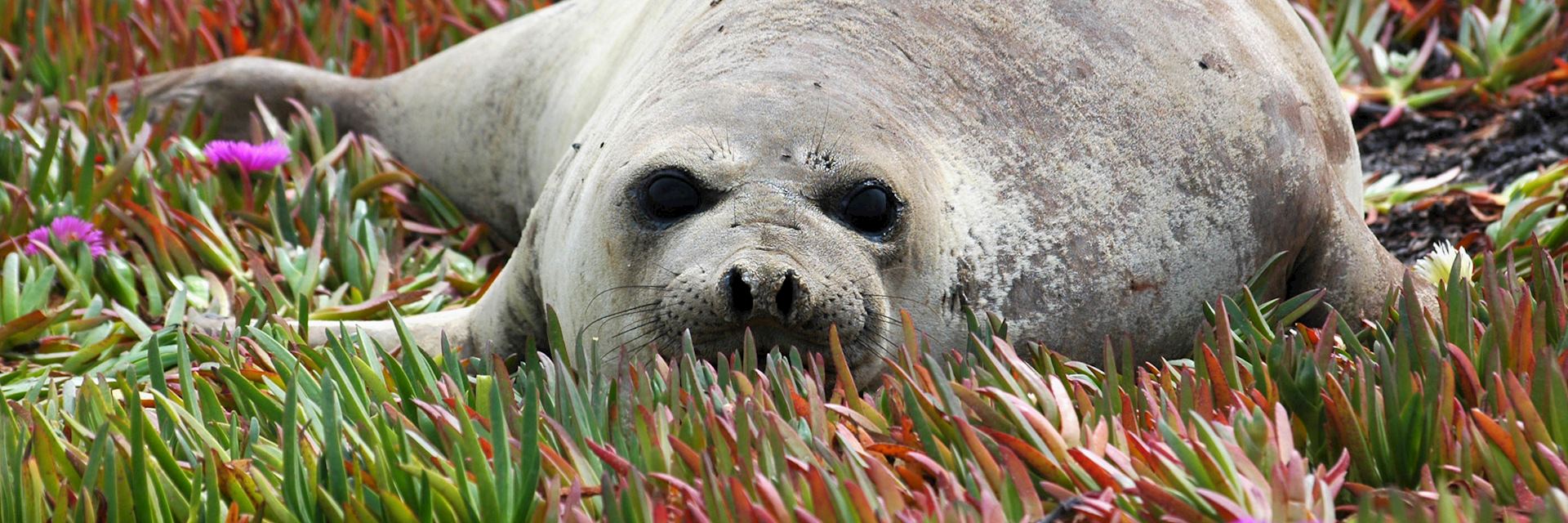 Baby seal at Peninsula Valdes
