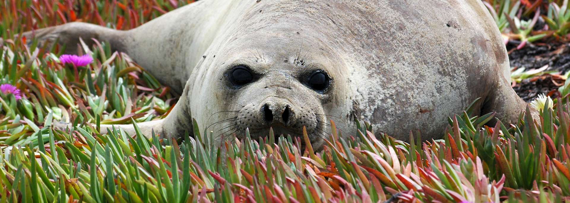 Baby seal at Peninsula Valdes