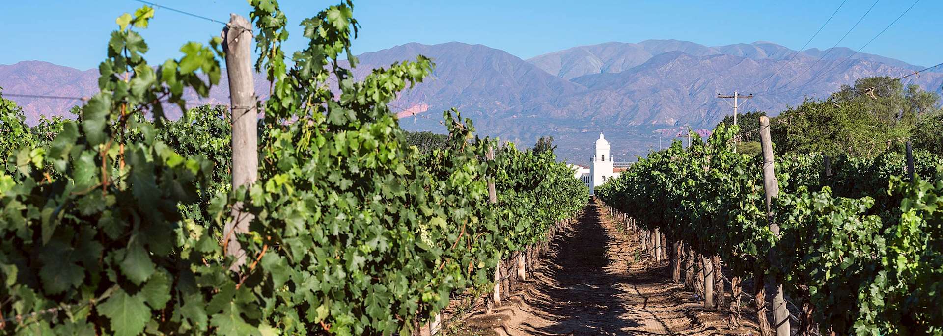 Cafayate vineyard
