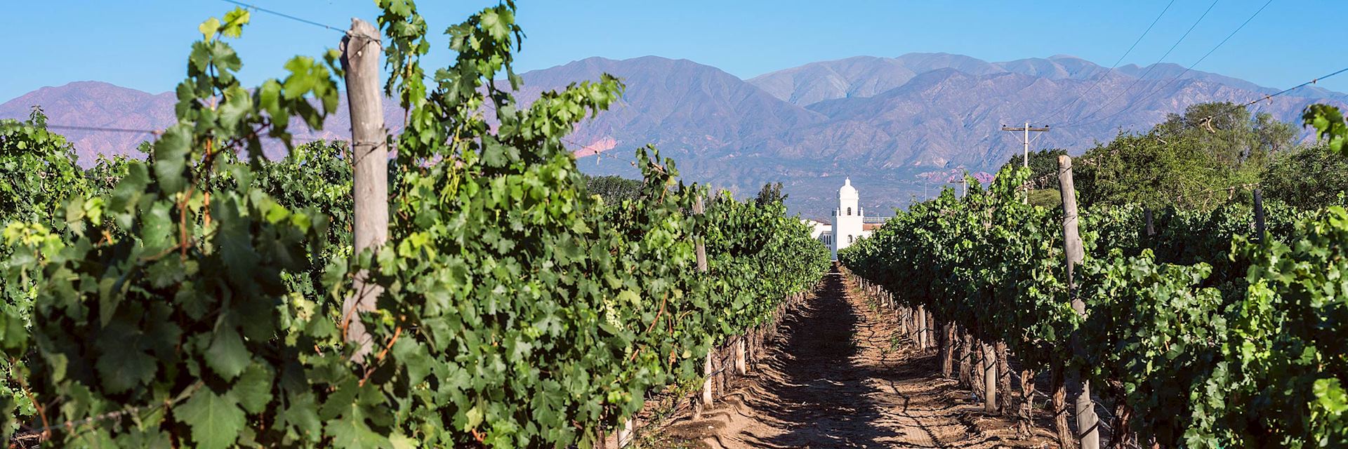 Cafayate vineyard