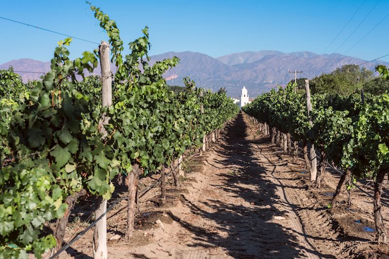 Vineyard in Cafayate