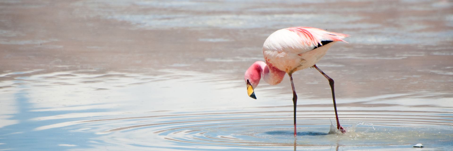 Flamingo in the Southern Altiplano