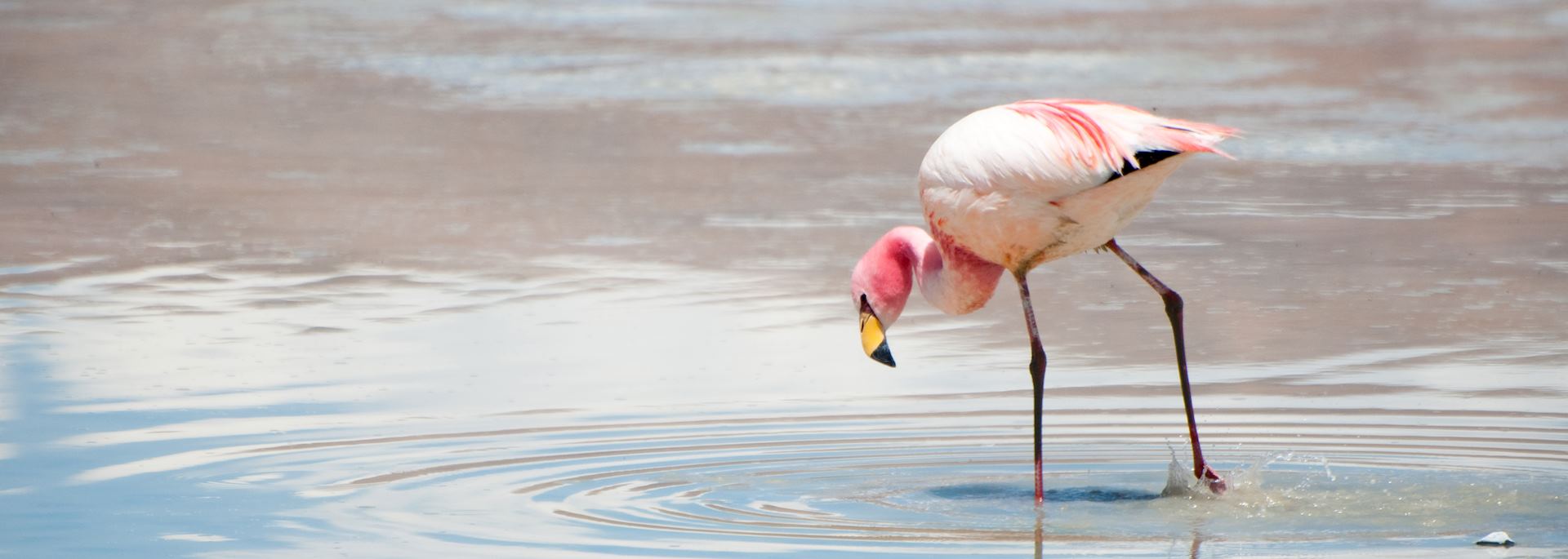 Flamingo in the Southern Altiplano