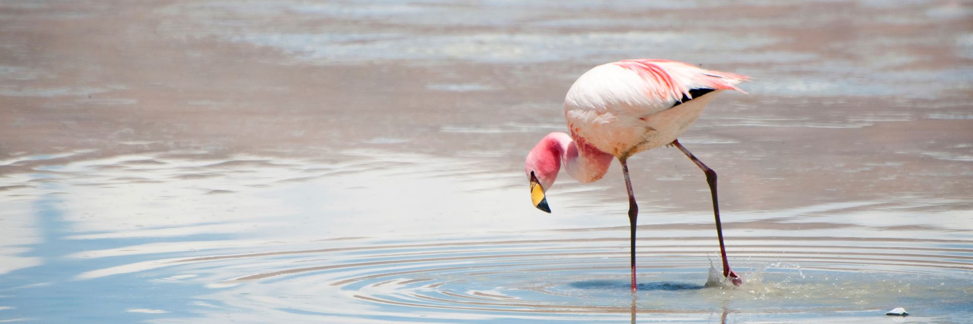Flamingo in the southern altiplano