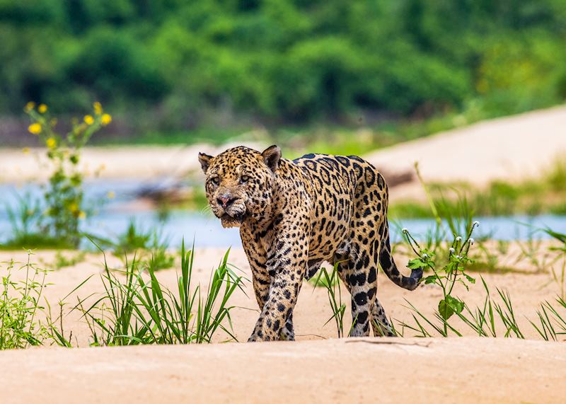 Jaguar in the Pantanal