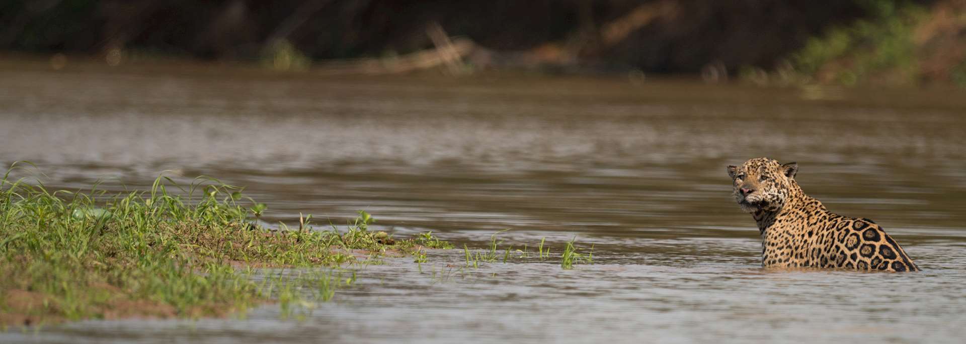 Jaguar, Pantanal