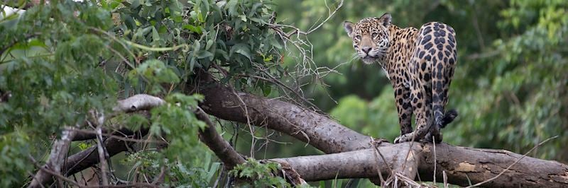Jaguar, Pantanal