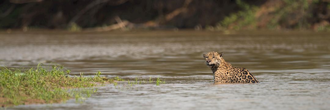 Jaguar, Pantanal