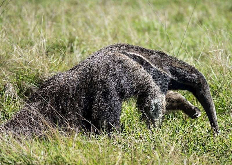 Giant anteater