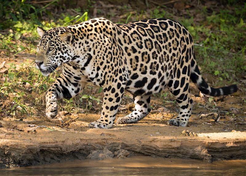 Jaguar