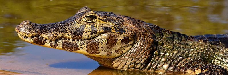 Caiman in the Pantanal