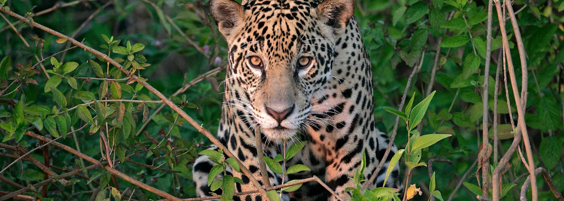 Jaguar in the Pantanal