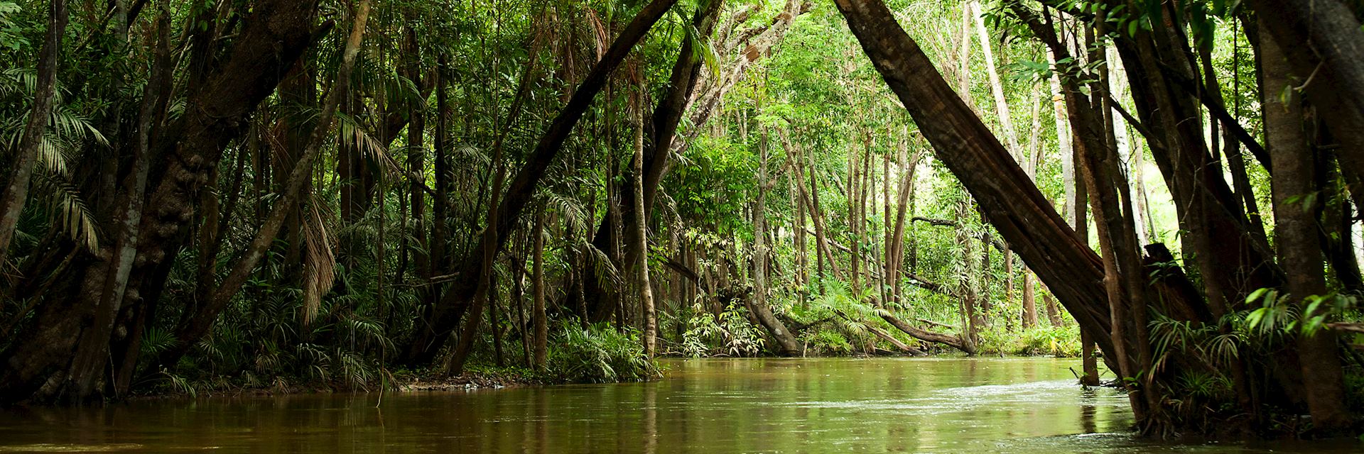 Creek in the Brazilian Amazon