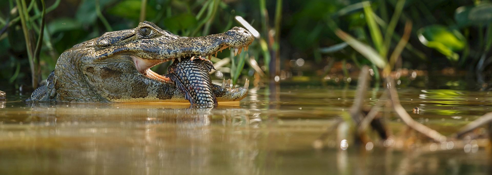 Caiman in the Pantanal