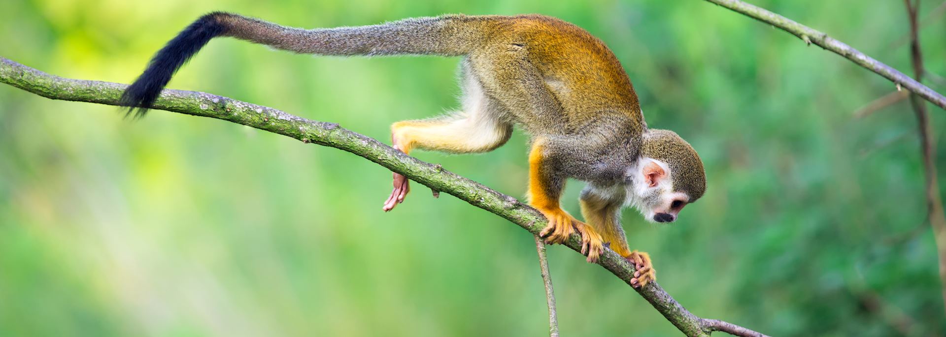Squirrel monkey in the Amazon Rainforest