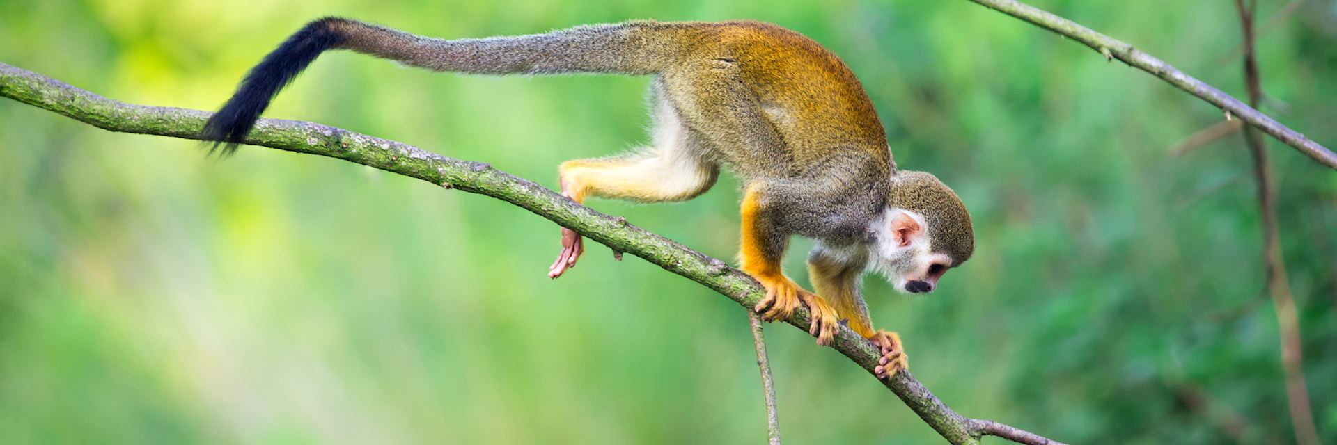 Squirrel monkey in the Amazon Rainforest