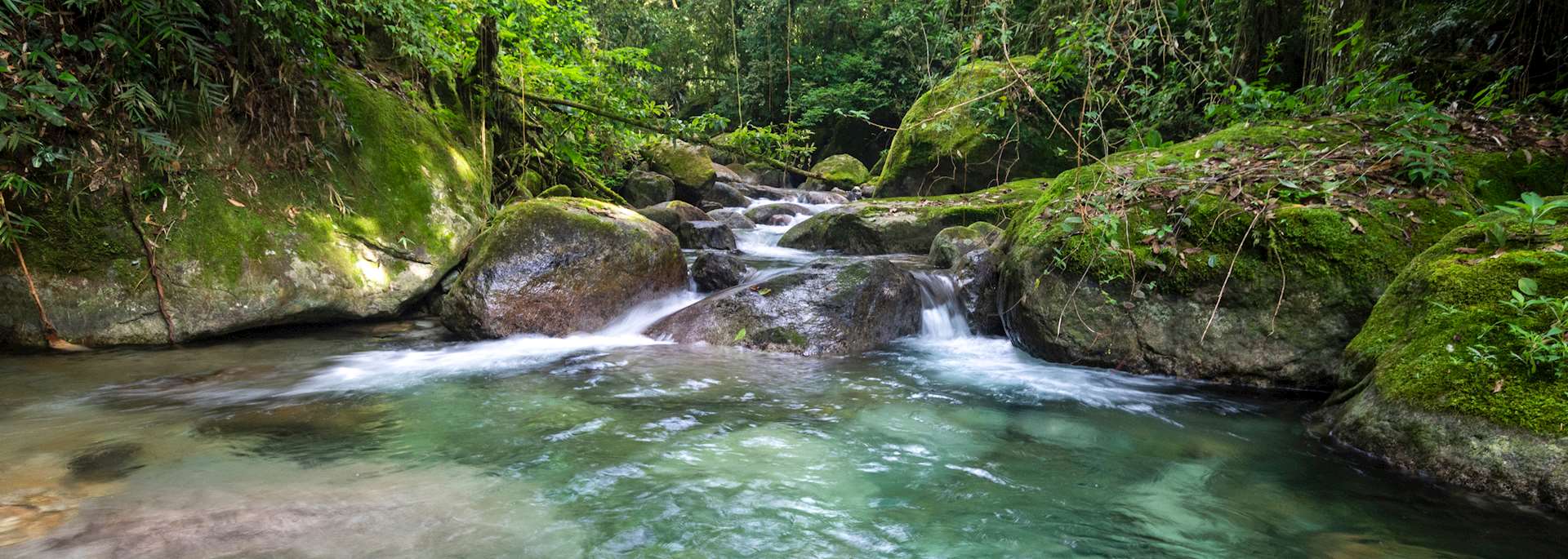Rainforest near Penedo