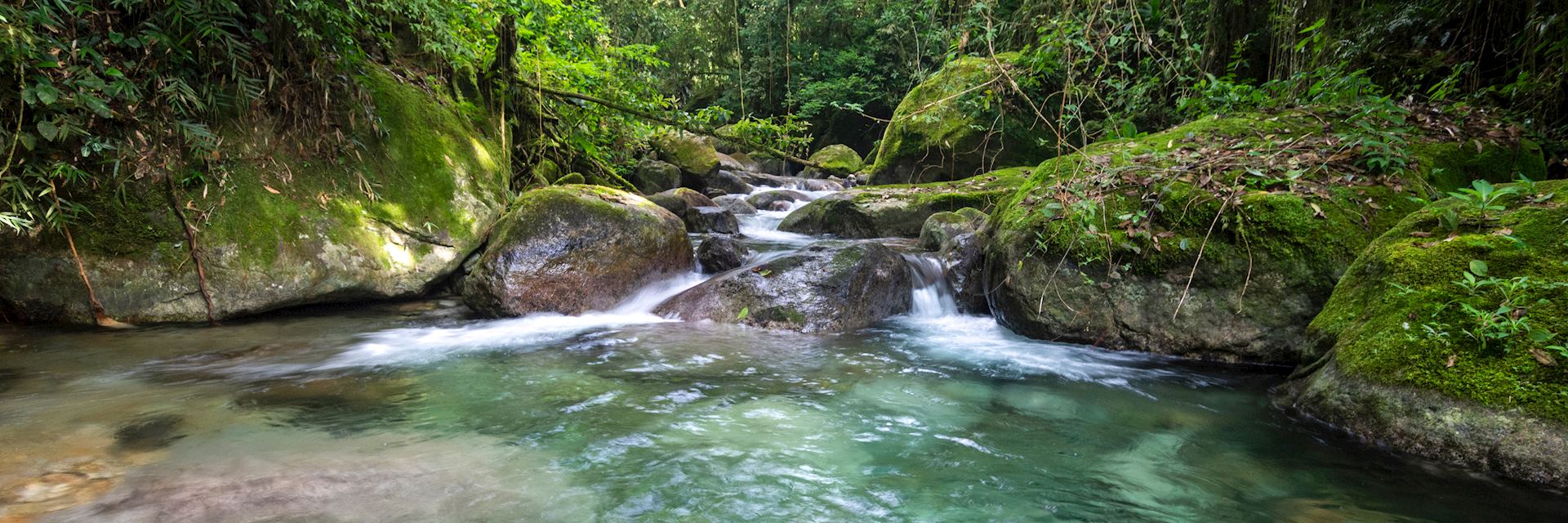 Rainforest near Penedo