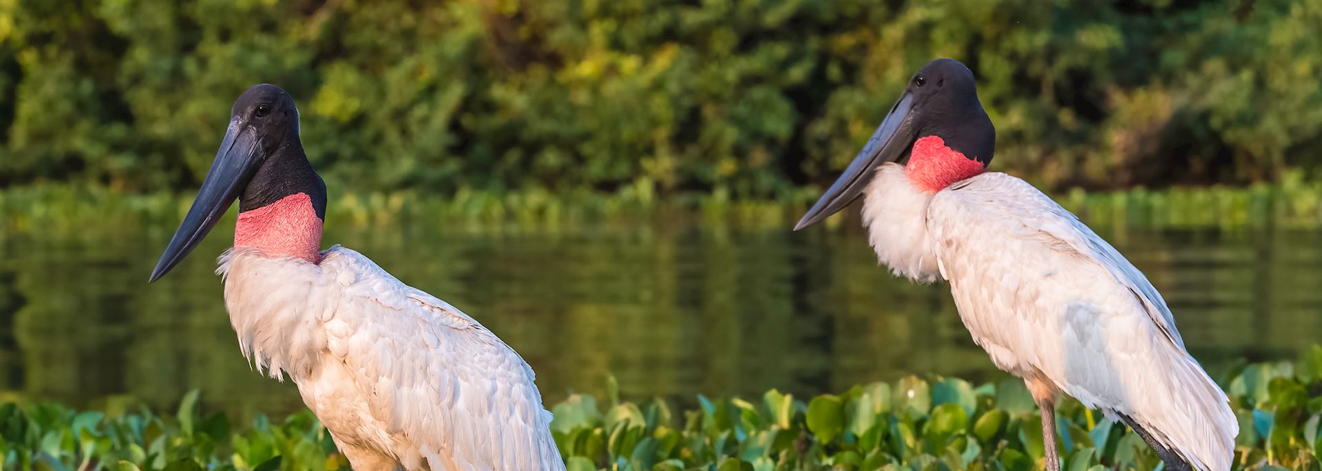 Jabiru storks, the Pantanal