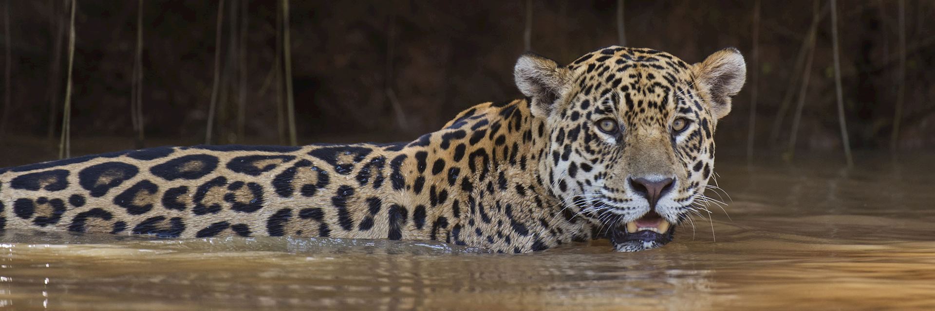 Jaguar in the Pantanal Wetlands, Brazil
