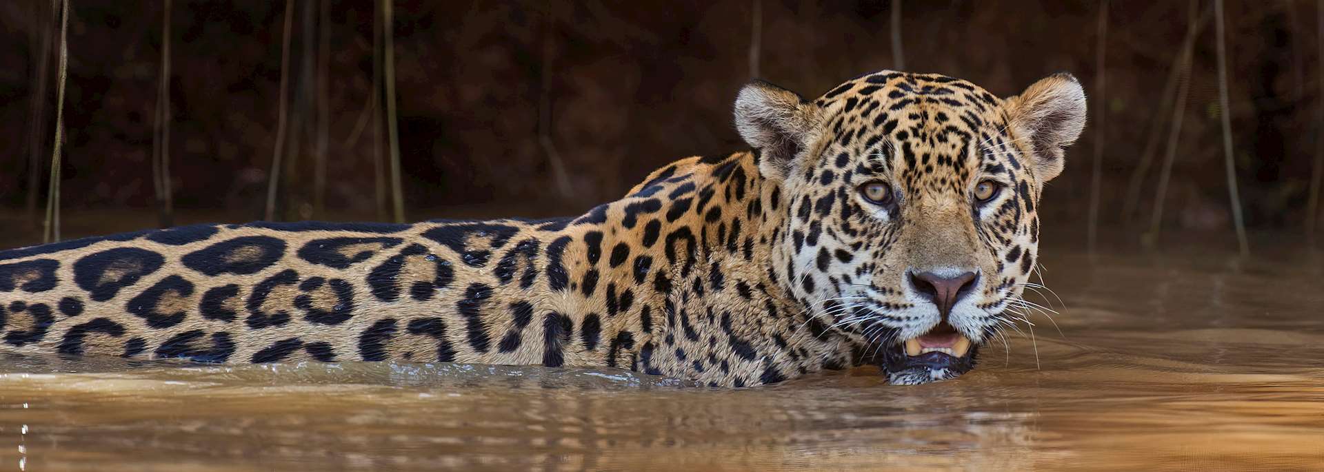 Jaguar in the Pantanal Wetlands, Brazil
