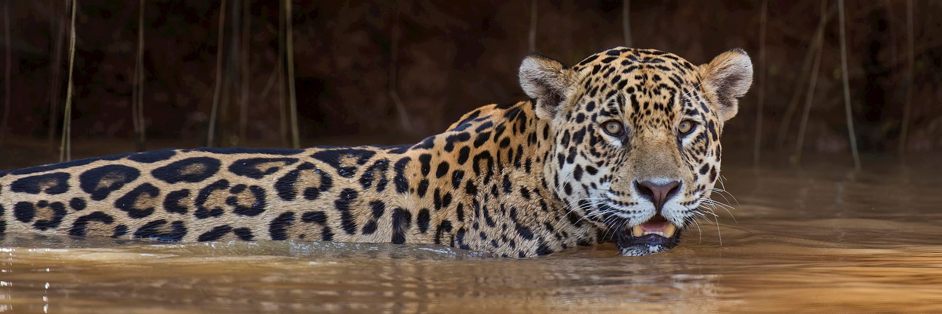 Jaguar in the Pantanal Wetlands, Brazil