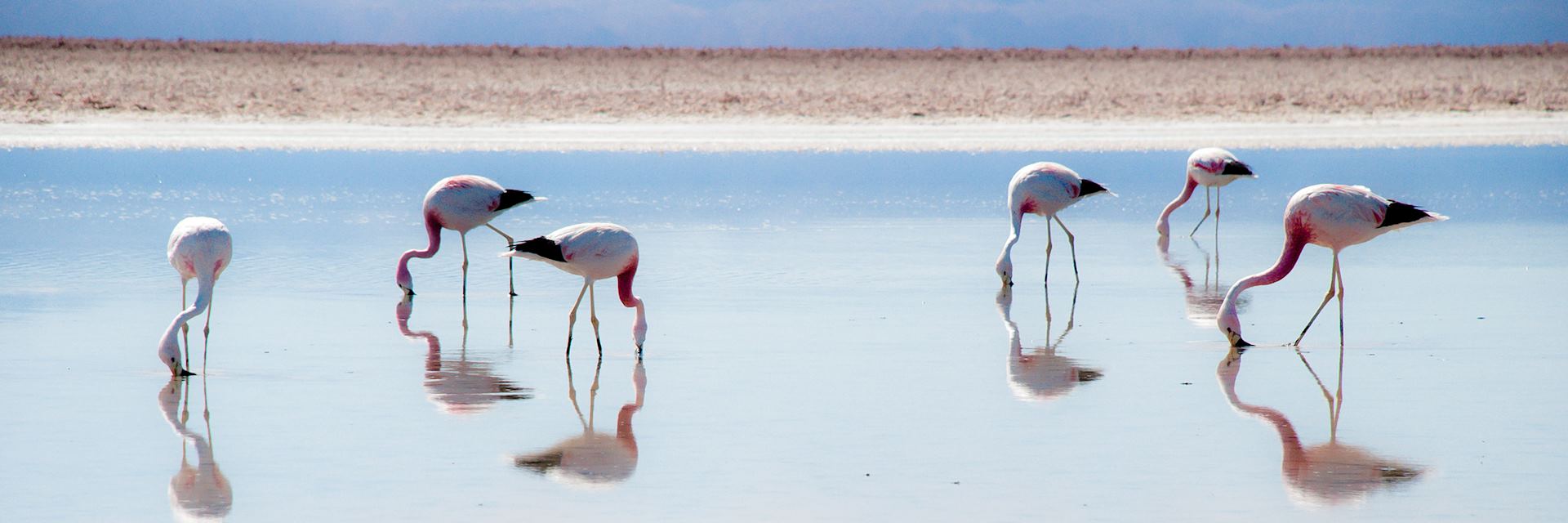 Flamingo on the Salar de Atacama slat flat