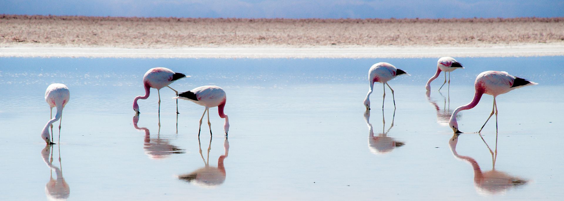 Flamingo on the Salar de Atacama slat flat
