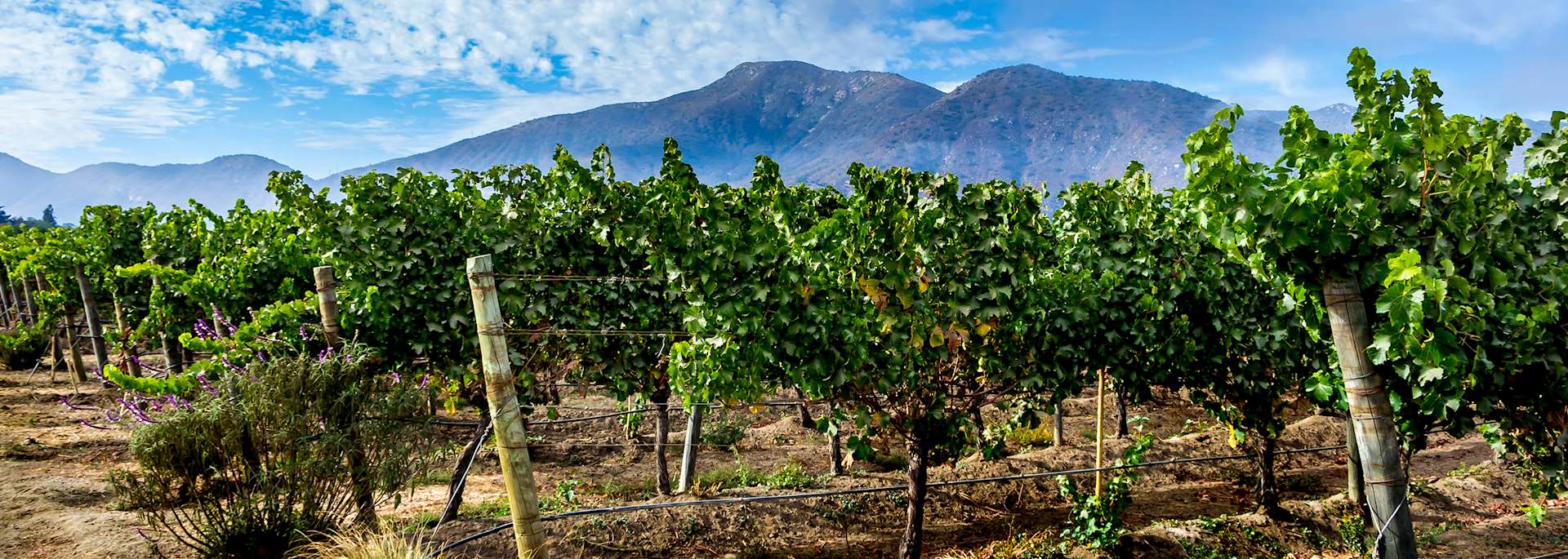 Casablanca Valley, Chile
