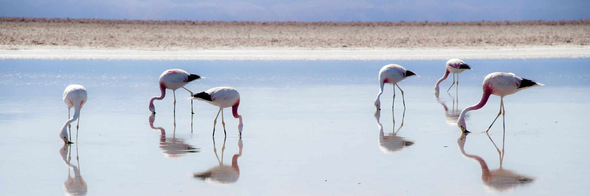 Flamingo on the Salar de Atacama slat flat