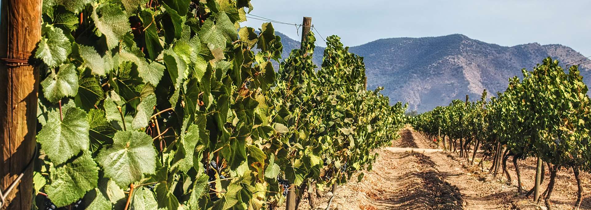 Maipo Valley