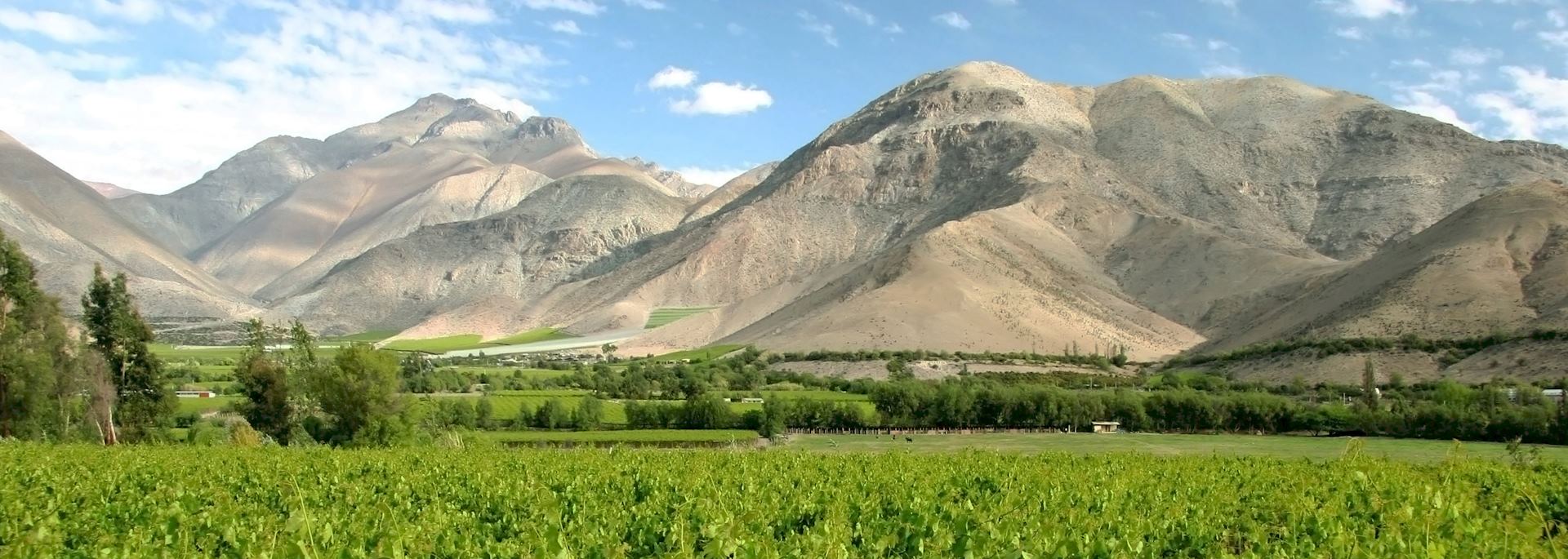 Vineyard in the Elqui Valley