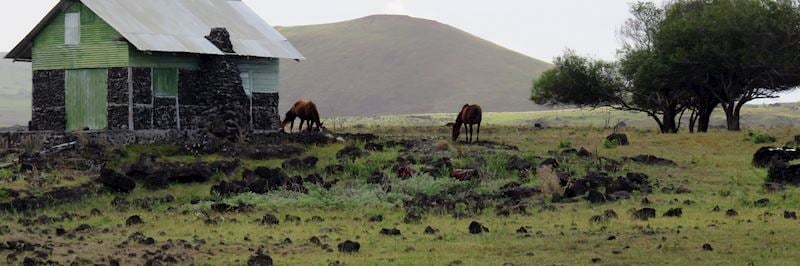 Wild horses grazing along the 'moai path'